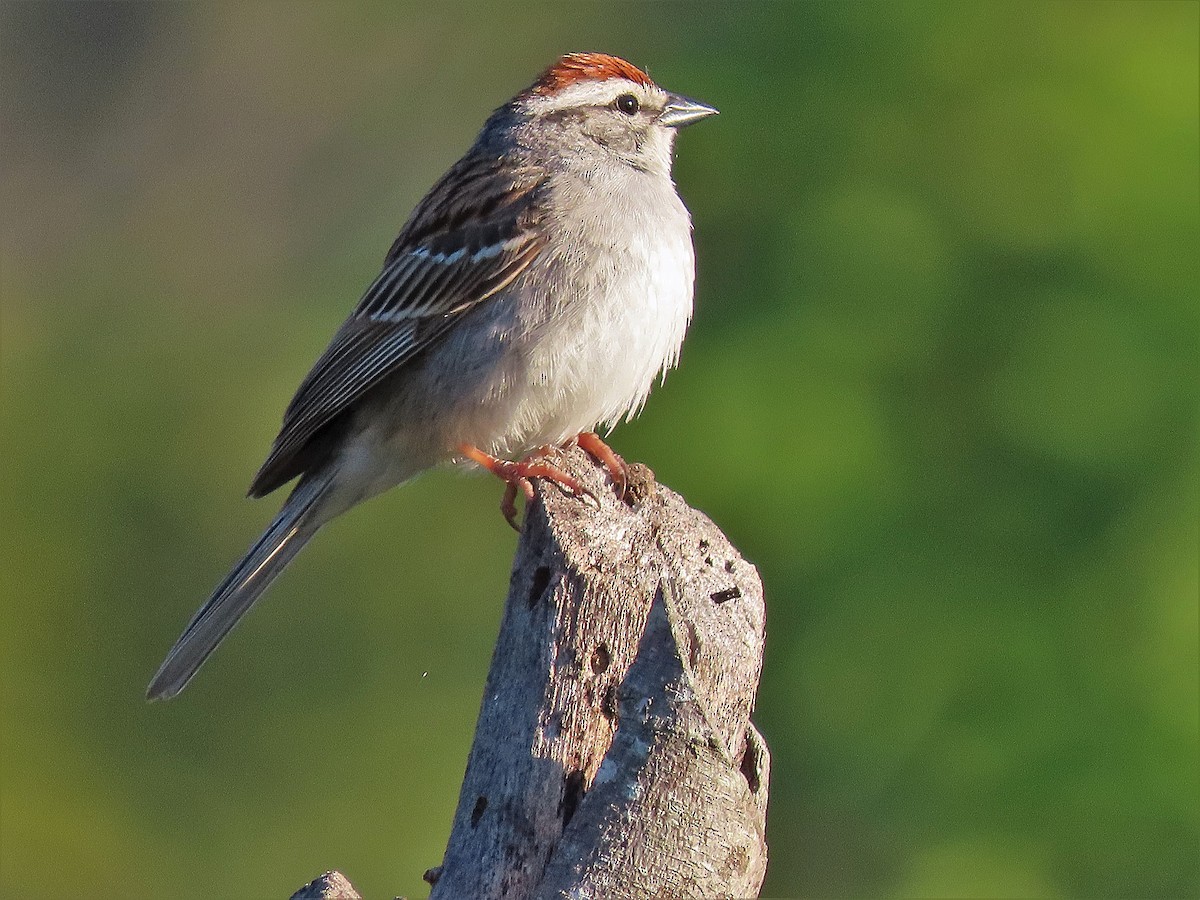 Chipping Sparrow - Alfonso Auerbach