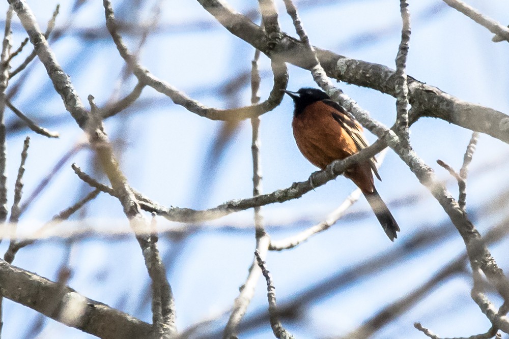 Orchard Oriole - Jean-Guy Papineau