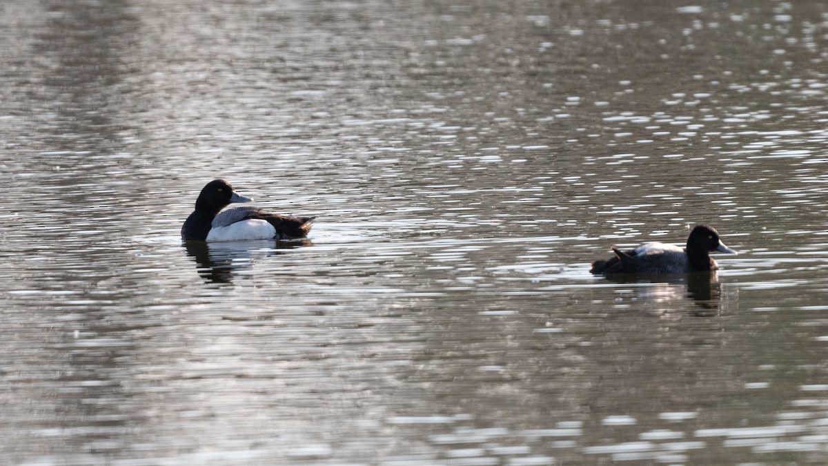 Greater Scaup - ML335967321