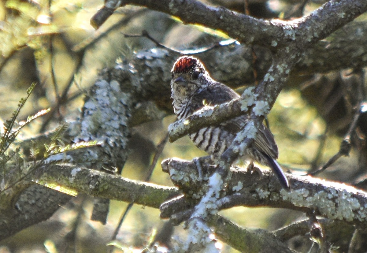 White-barred Piculet - ML335974811