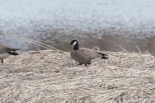 Cackling Goose (minima), ML335980171