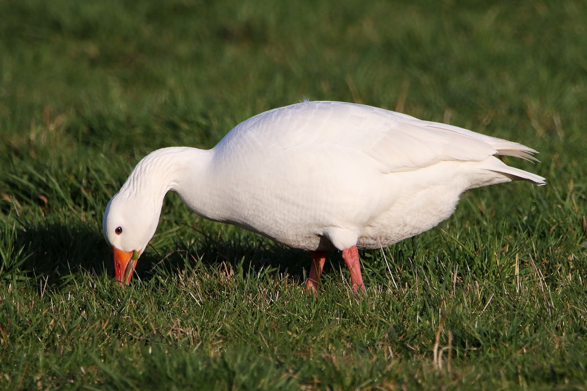 Graylag Goose (Domestic type) - Silas Würfl