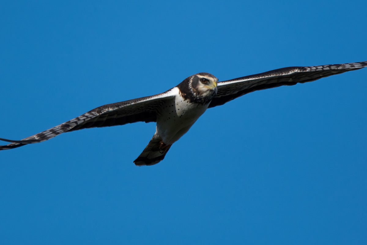 Long-winged Harrier - Elias Gonzalez