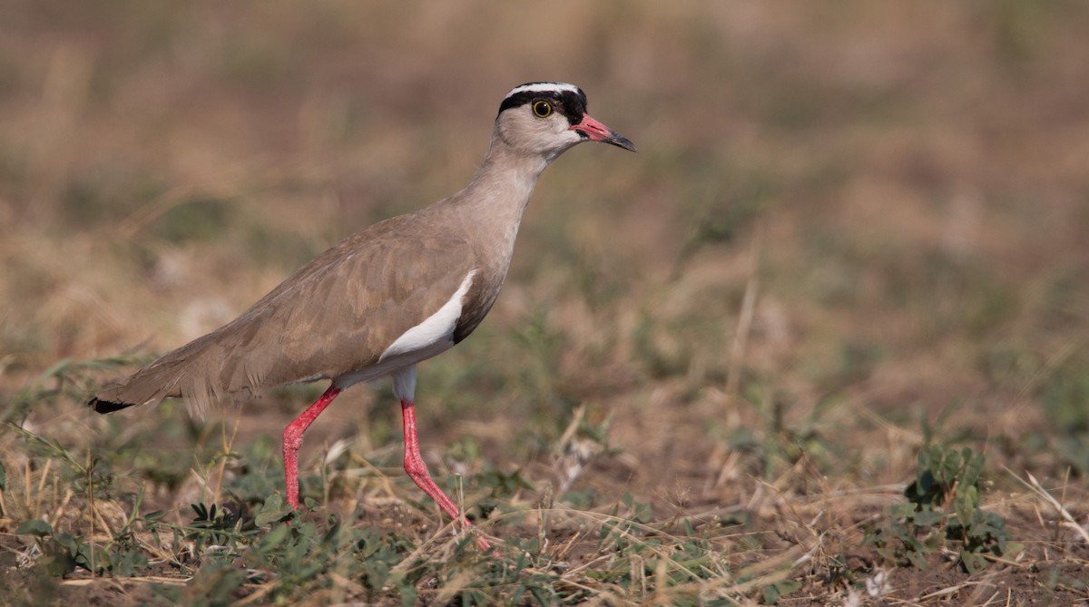 Crowned Lapwing - ML33598861