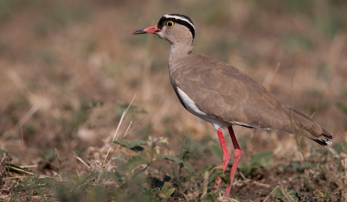 Crowned Lapwing - ML33598871