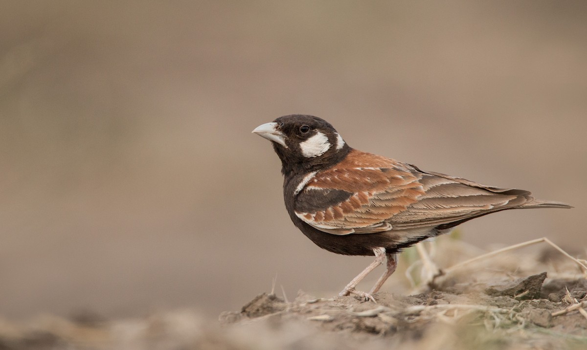 Chestnut-backed Sparrow-Lark - Ian Davies