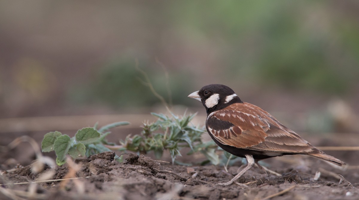 Chestnut-backed Sparrow-Lark - ML33598931