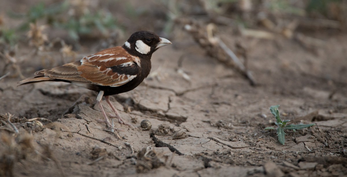 Chestnut-backed Sparrow-Lark - ML33598941