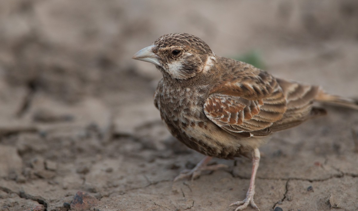 Chestnut-backed Sparrow-Lark - ML33598951