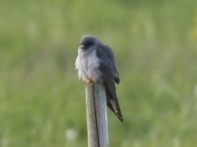 Red-footed Falcon - ML335990301