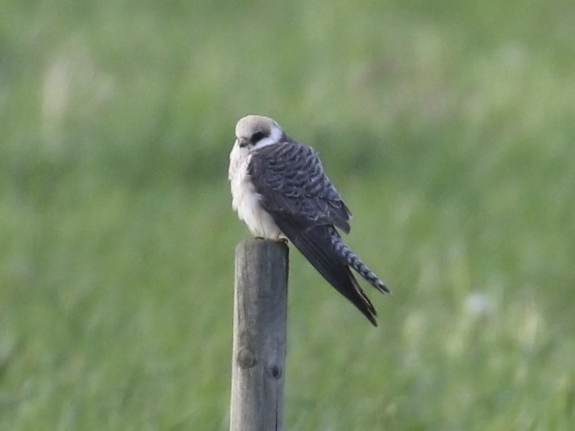 Red-footed Falcon - ML335990351