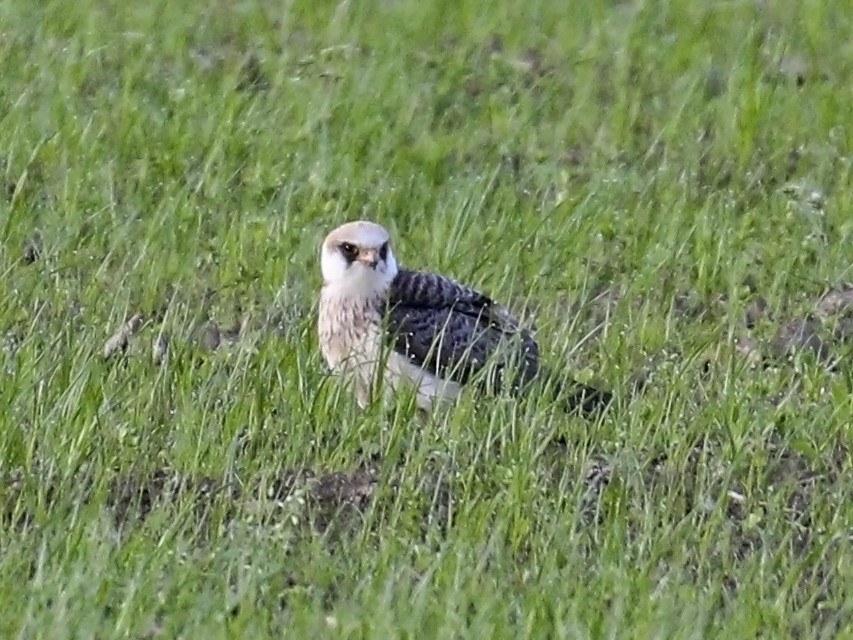 Red-footed Falcon - ML335990381