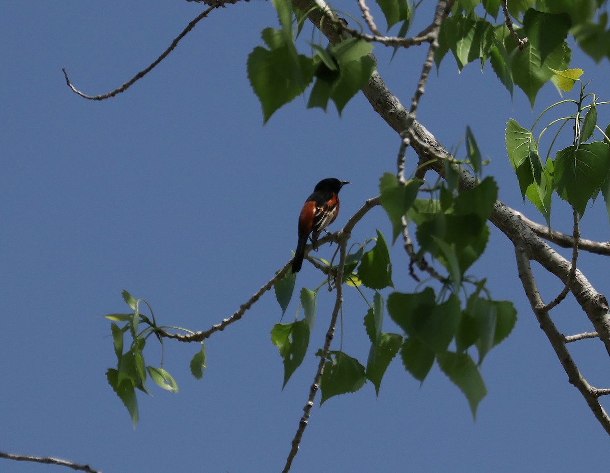 Orchard Oriole - ML335992711