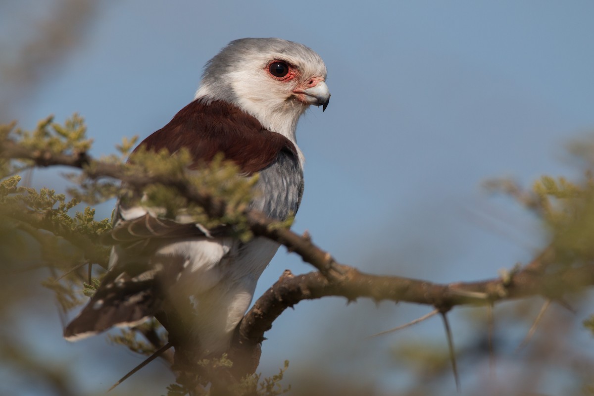 Pygmy Falcon - Ian Davies