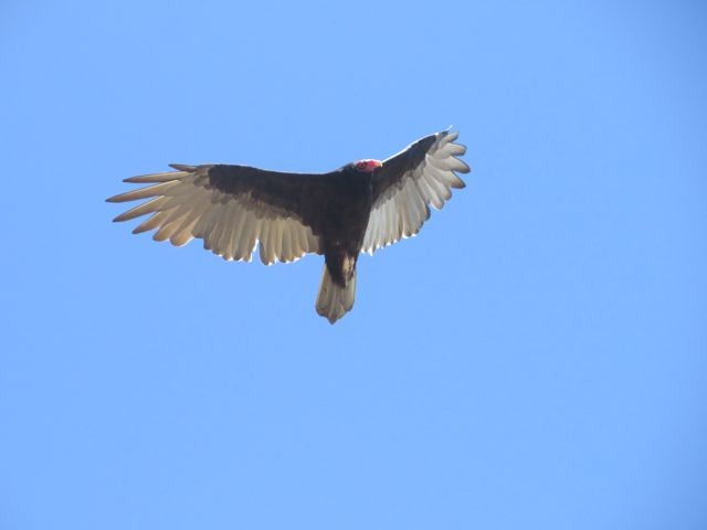 Turkey Vulture - ML33599431
