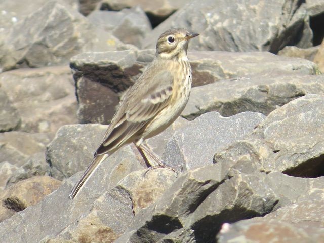 American Pipit - Isaac  Denzer