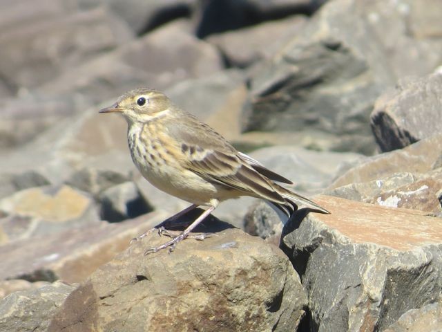 American Pipit - Isaac  Denzer