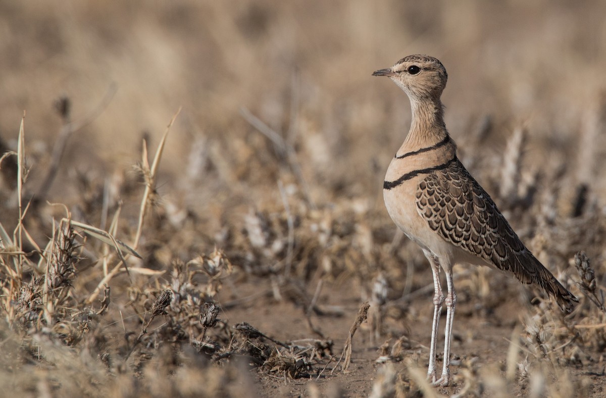 Double-banded Courser - Ian Davies