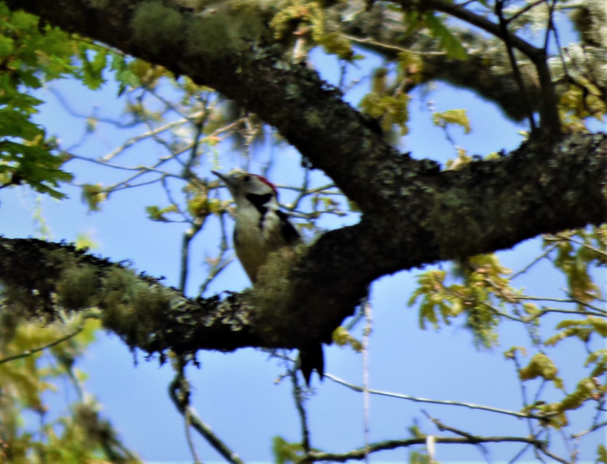 Middle Spotted Woodpecker - ML336000511