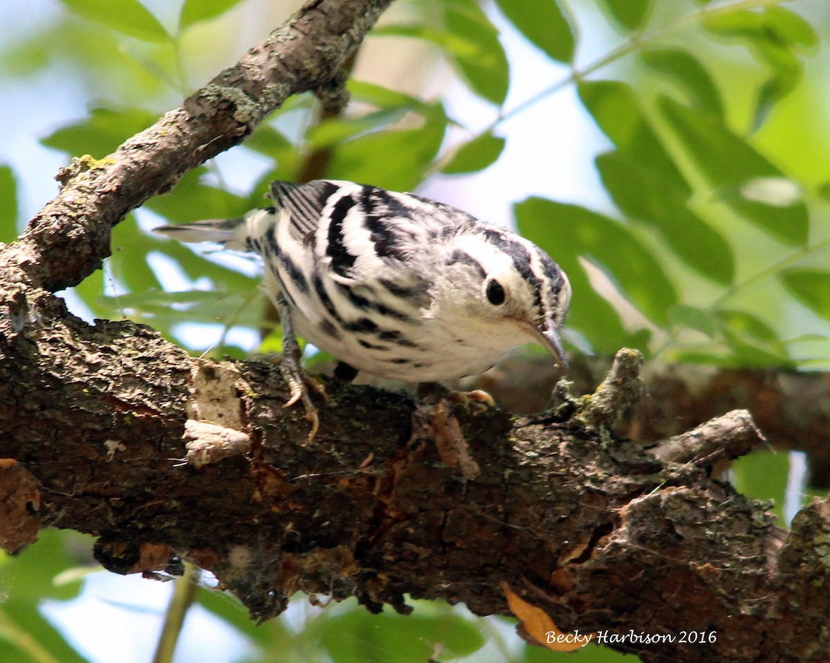 Black-and-white Warbler - ML33600131