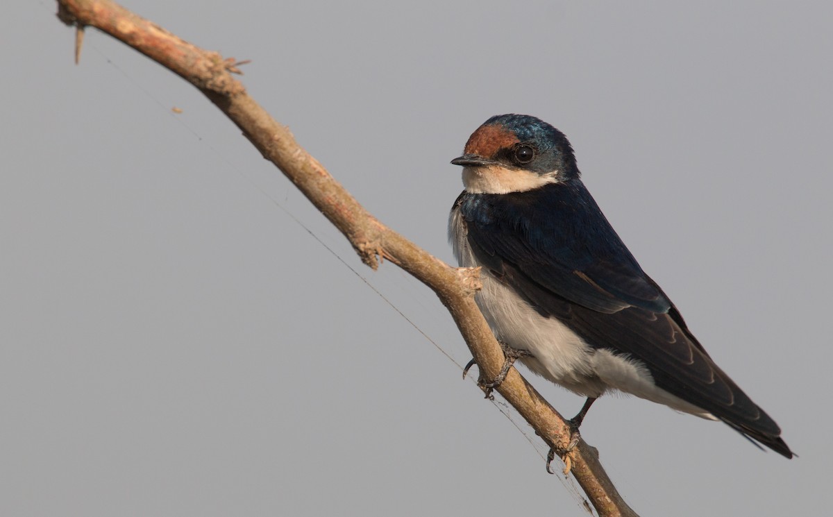 Ethiopian Swallow - Ian Davies
