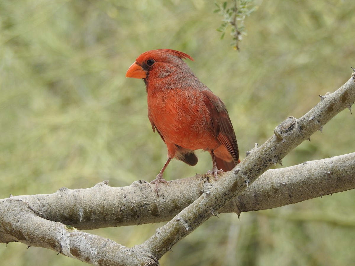 Cardinal rouge - ML336001951