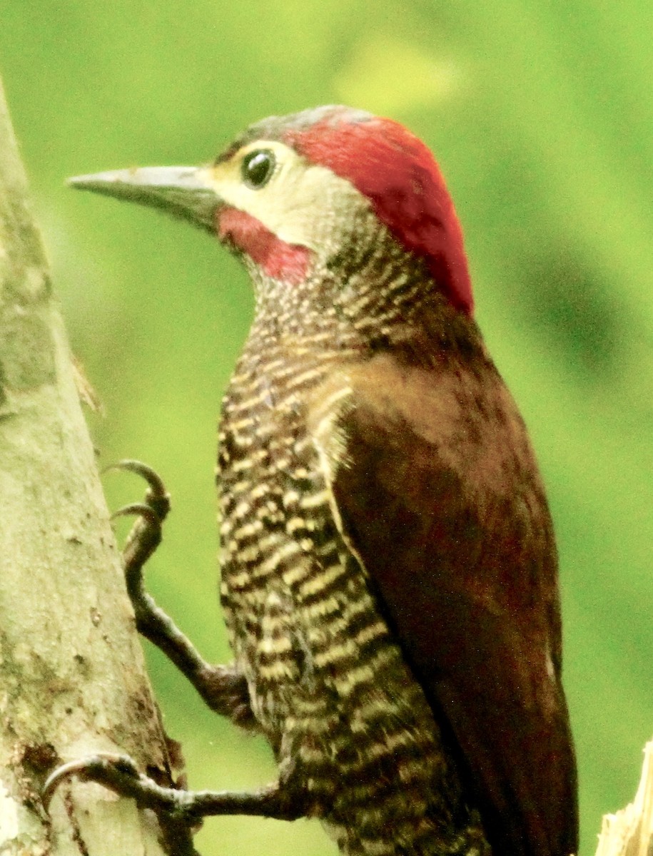 Golden-olive Woodpecker - Connie Lintz