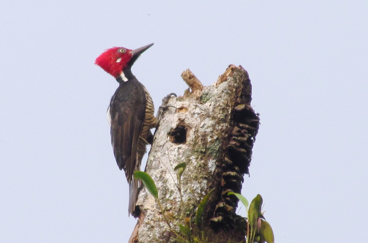 Guayaquil Woodpecker - Michael Hooper