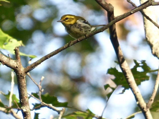 Black-throated Green Warbler - Vincent  Zollo