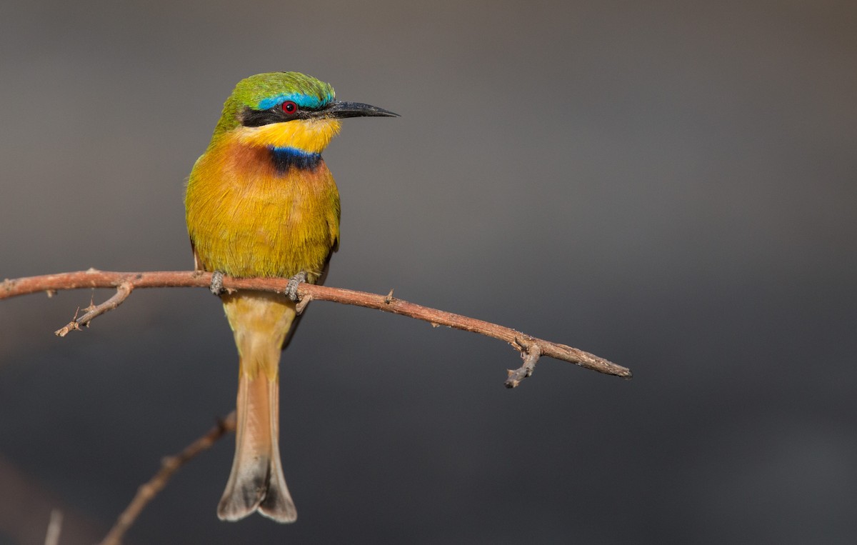 Little Bee-eater - ML33600841