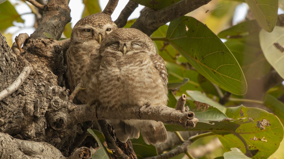 Spotted Owlet - ML336008521