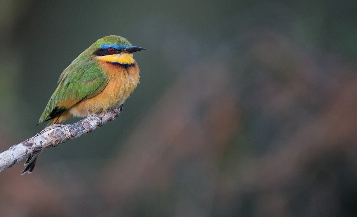 Little Bee-eater - Ian Davies