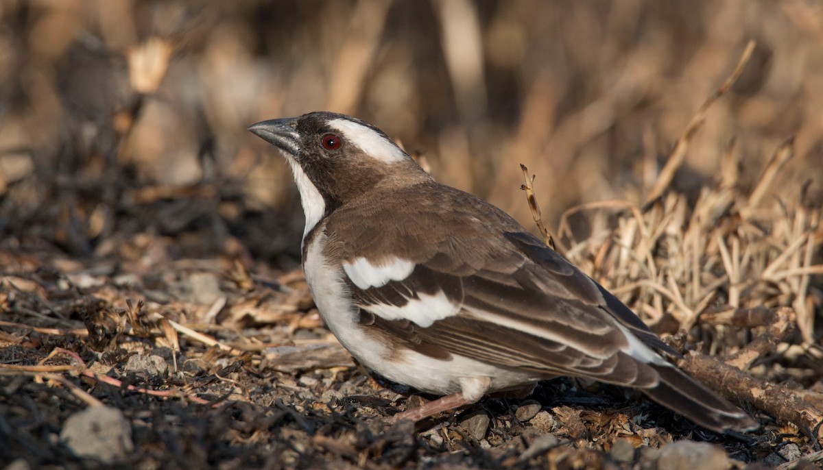 White-browed Sparrow-Weaver - ML33600931