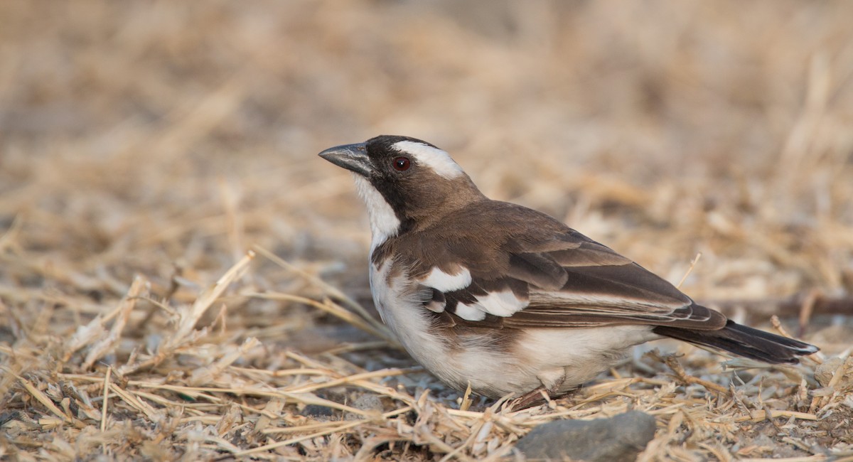 White-browed Sparrow-Weaver - ML33600941