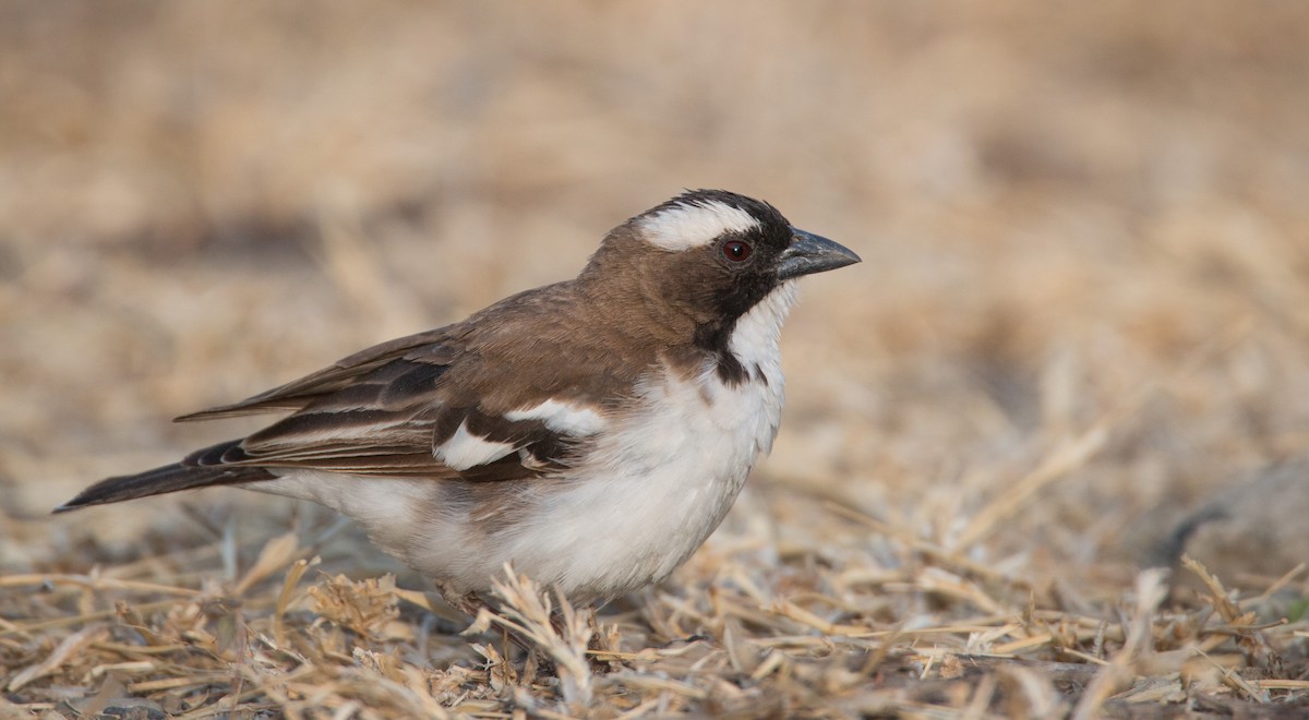 White-browed Sparrow-Weaver - ML33600961