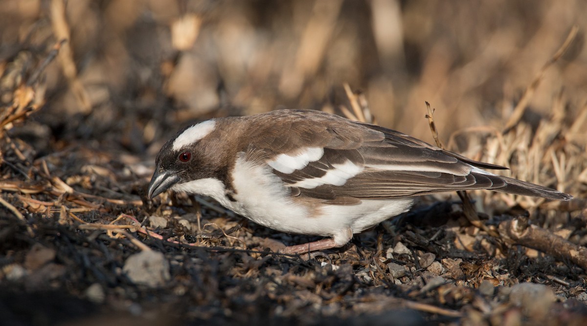White-browed Sparrow-Weaver - ML33600971