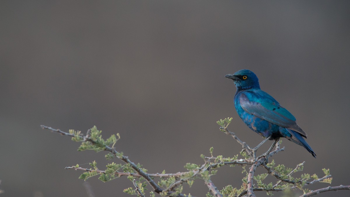 Greater Blue-eared Starling - ML33601171
