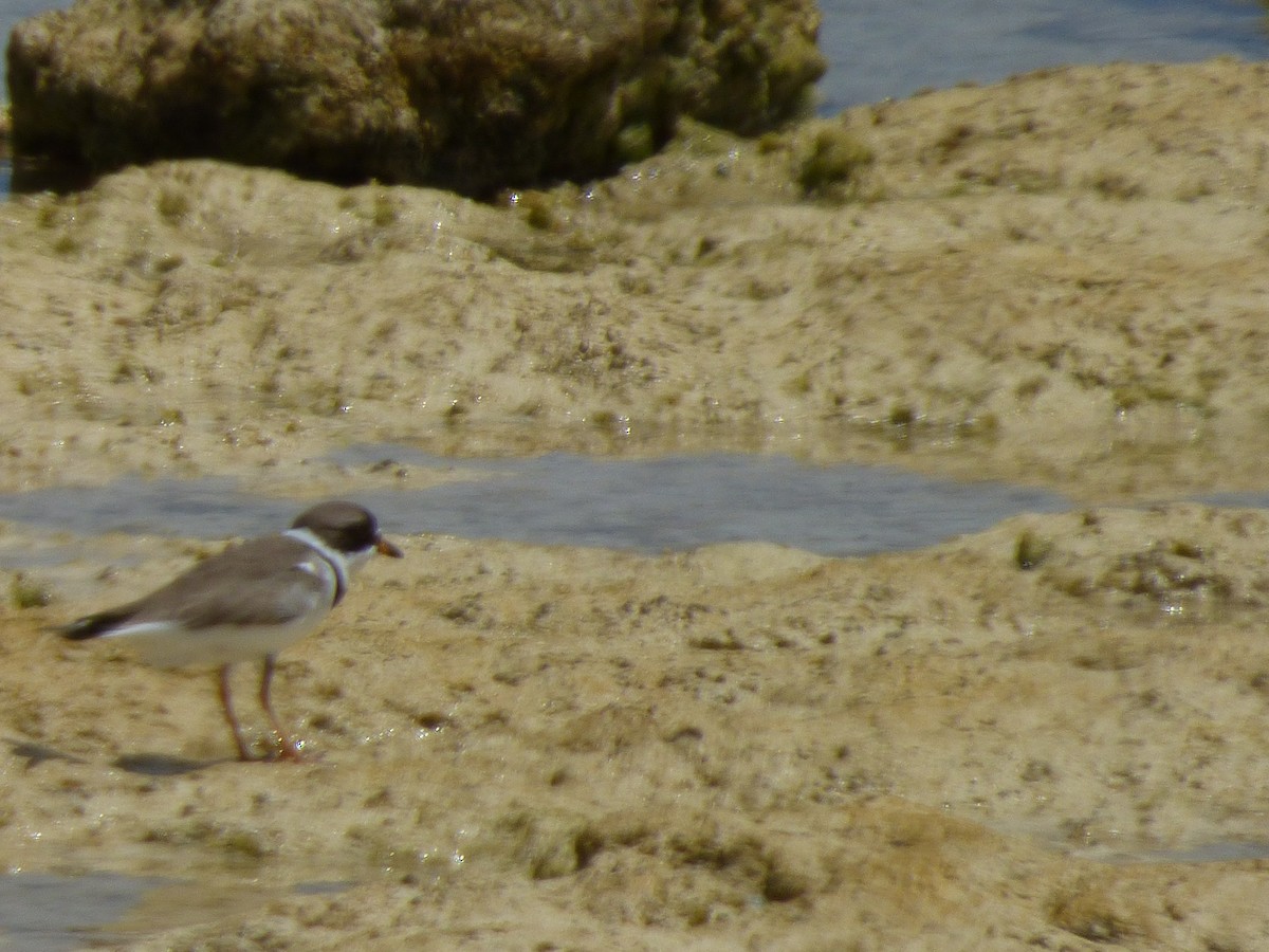 Semipalmated Plover - ML336015351