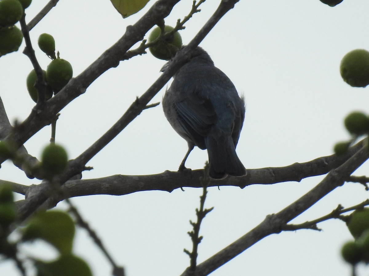 Glaucous Tanager - ML336036771