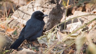  - Slate-colored Boubou