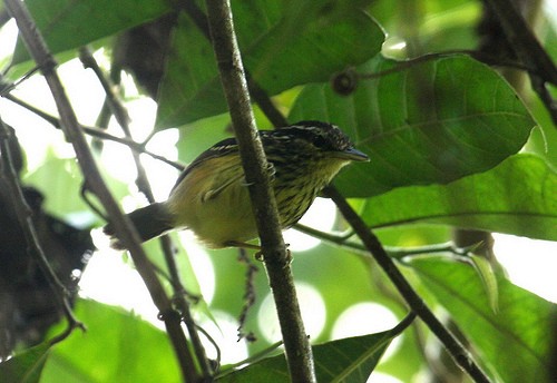 Yellow-breasted Warbling-Antbird - ML33604101