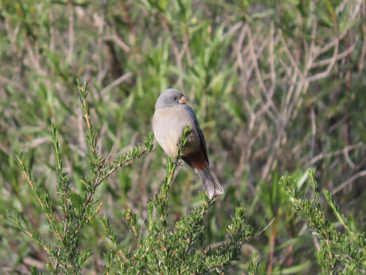 Plain-colored Seedeater - Pierre Pitte