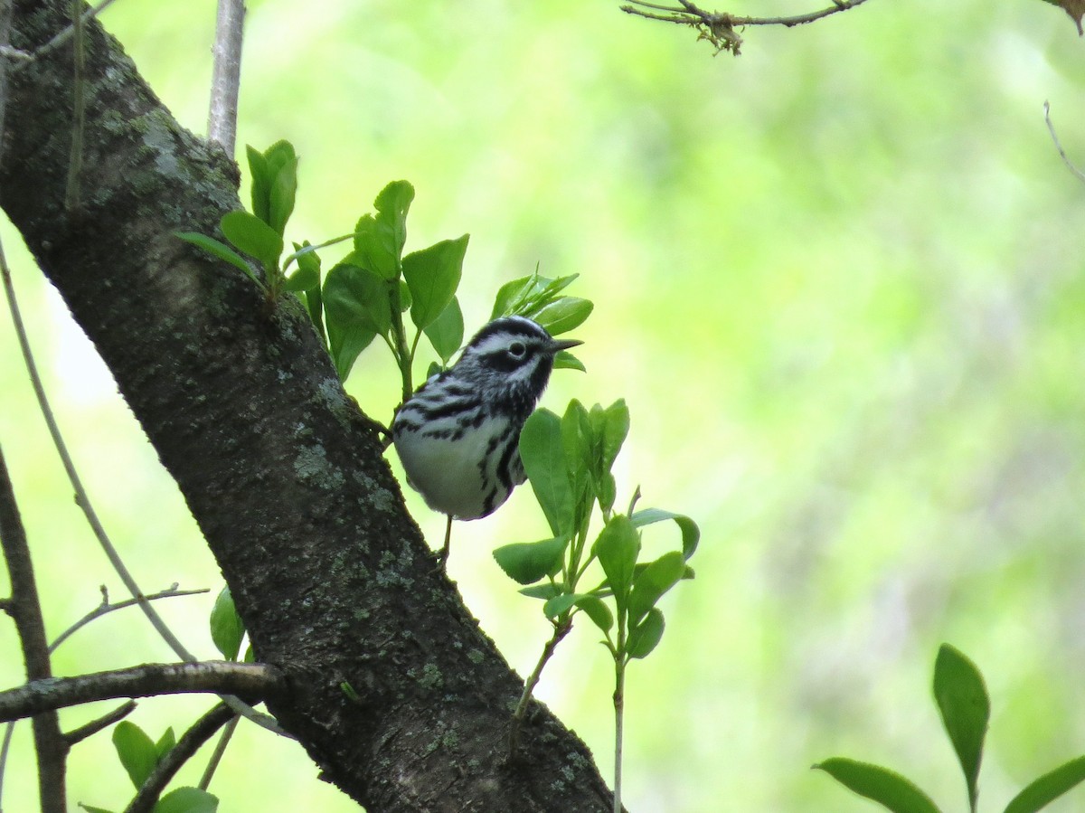 Black-and-white Warbler - ML336044411