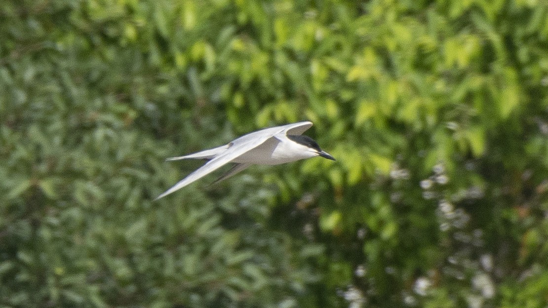 Common Tern - Parmil Kumar