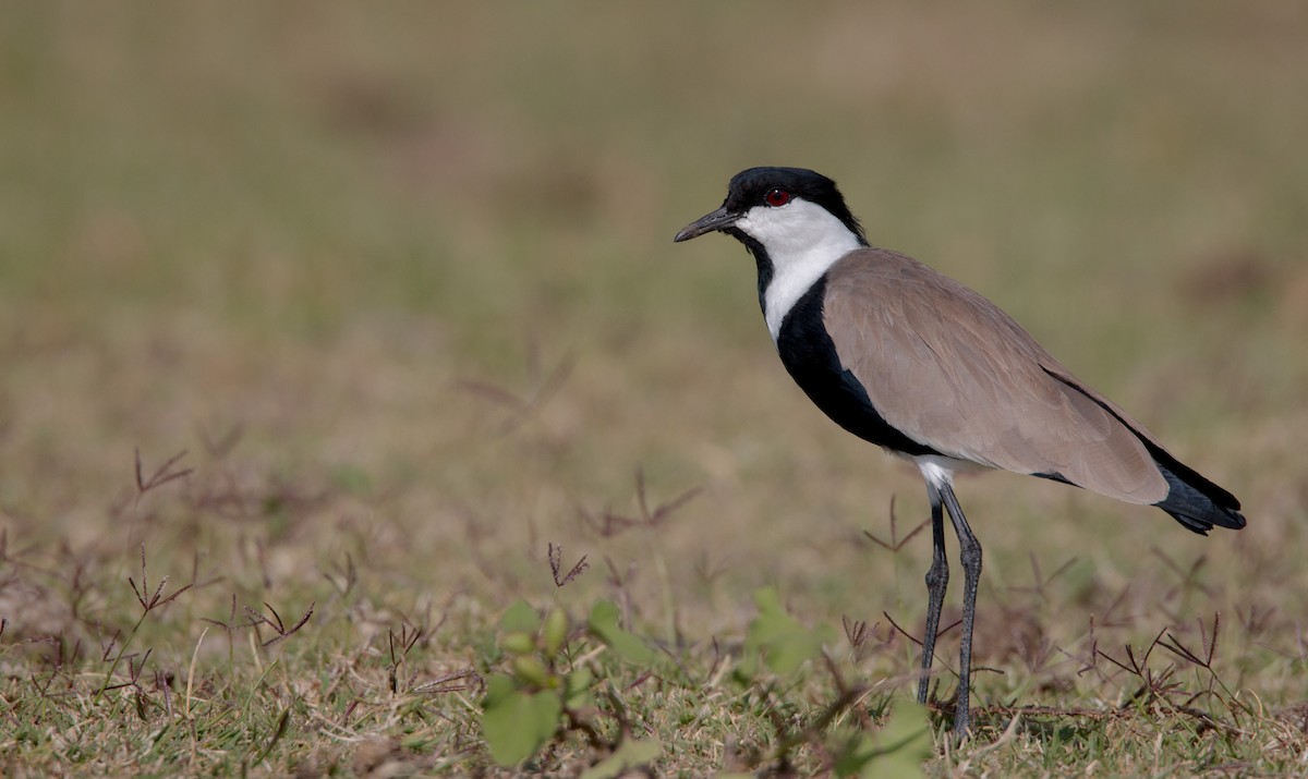 Spur-winged Lapwing - ML33604811