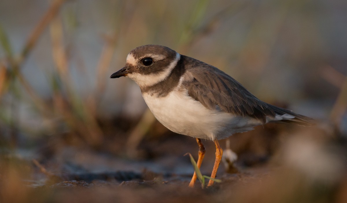 Common Ringed Plover - ML33604881