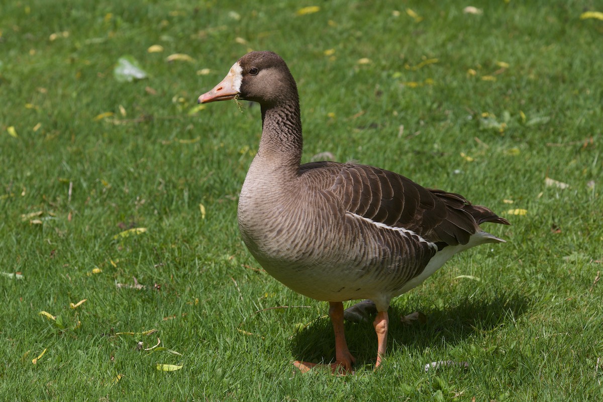 Greater White-fronted Goose - ML336049611