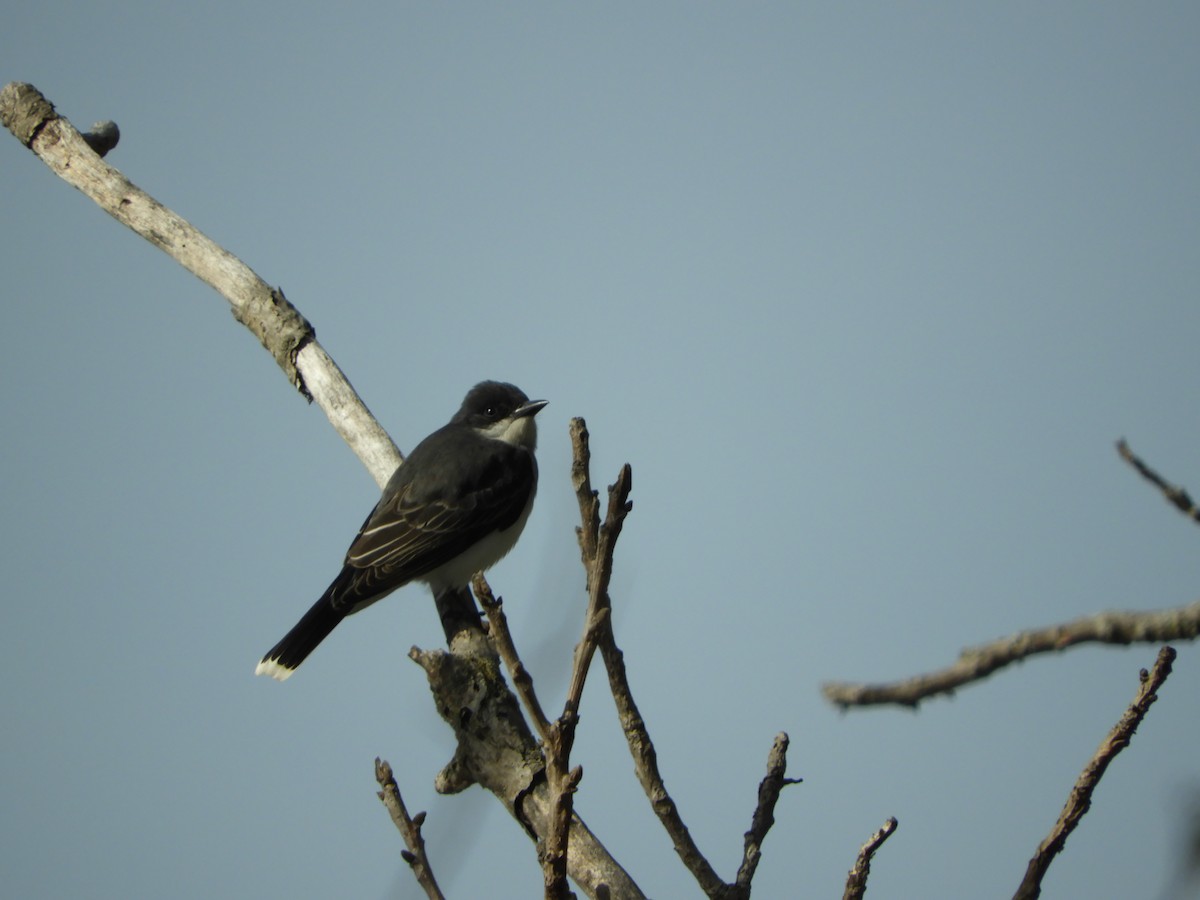 Eastern Kingbird - stephanie meeuwse