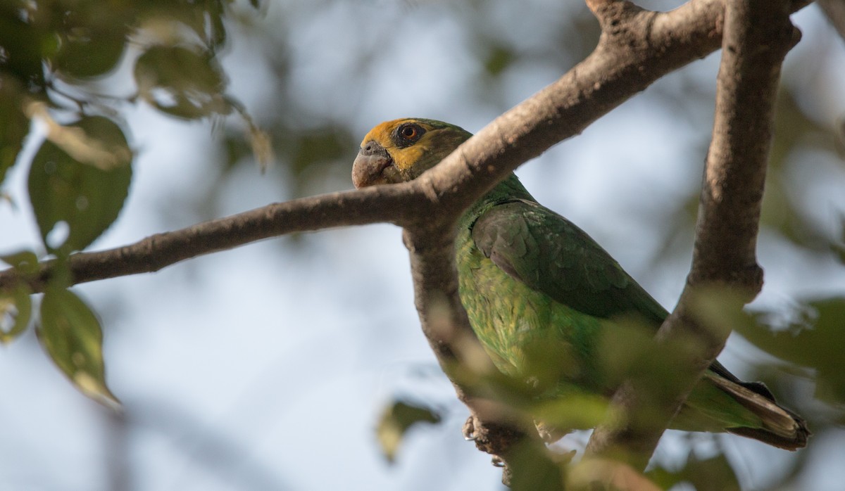 Yellow-fronted Parrot - ML33605081