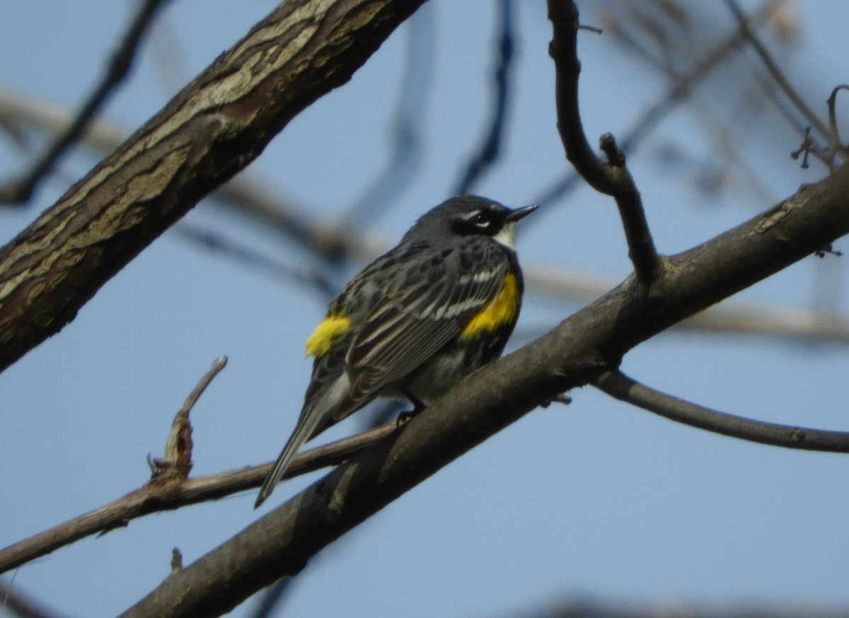 Yellow-rumped Warbler - stephanie meeuwse